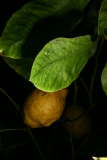 Citrus x limon RCP10-2012 14.JPG
